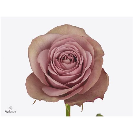 Vrtnica Garden Mixed Wans c2976