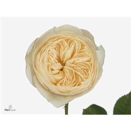 Vrtnica Garden Nona c2978