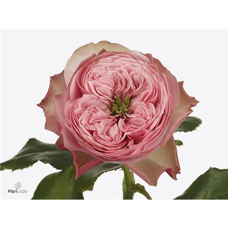 Vrtnica Garden Nona c2979