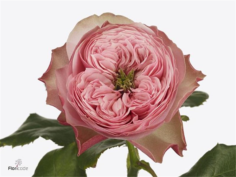 Vrtnica Garden Northanger Abbey c2980