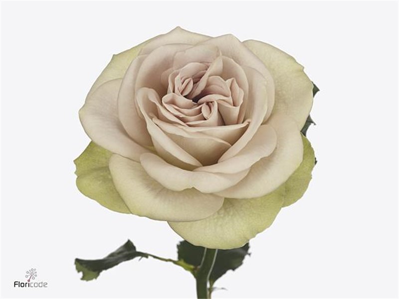 Vrtnica Garden Notre Dame c2982