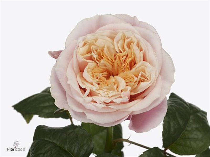 Vrtnica Garden Notting Hill c2985