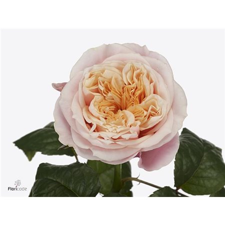 Vrtnica Garden Notting Hill c2985