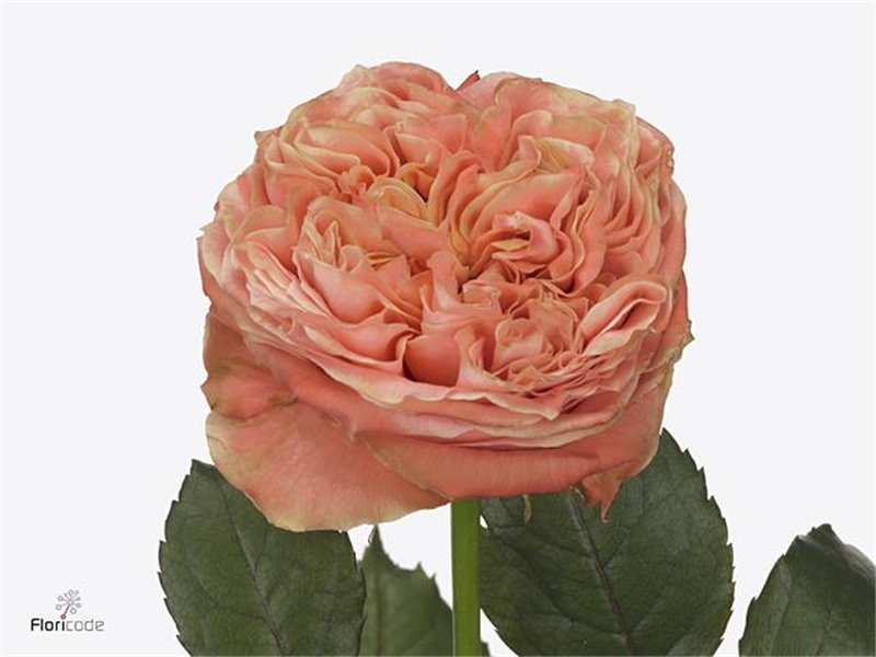 Vrtnica Garden Peach Funky c2987