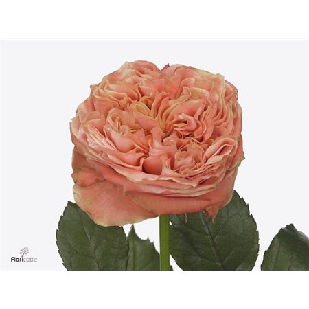 Vrtnica Garden Peach Funky c2987