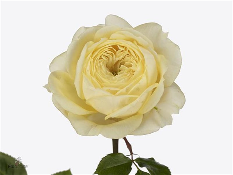 Vrtnica Garden Peach Funky c2988