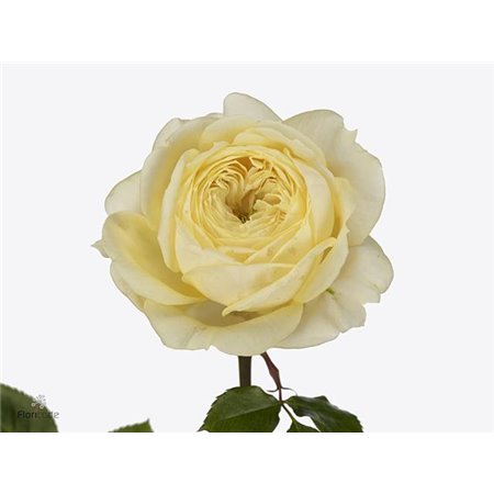 Vrtnica Garden Peach Funky c2988