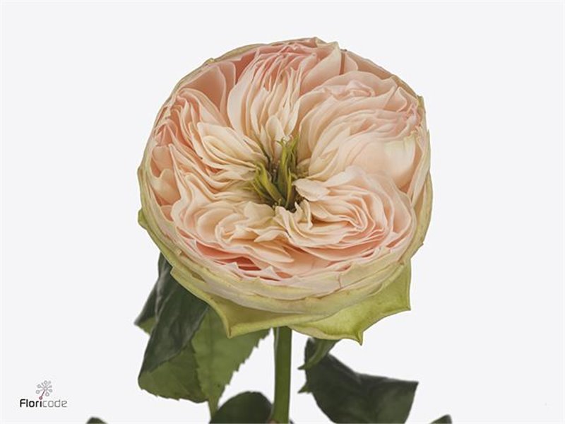 Vrtnica Garden Pink X-pression c2991