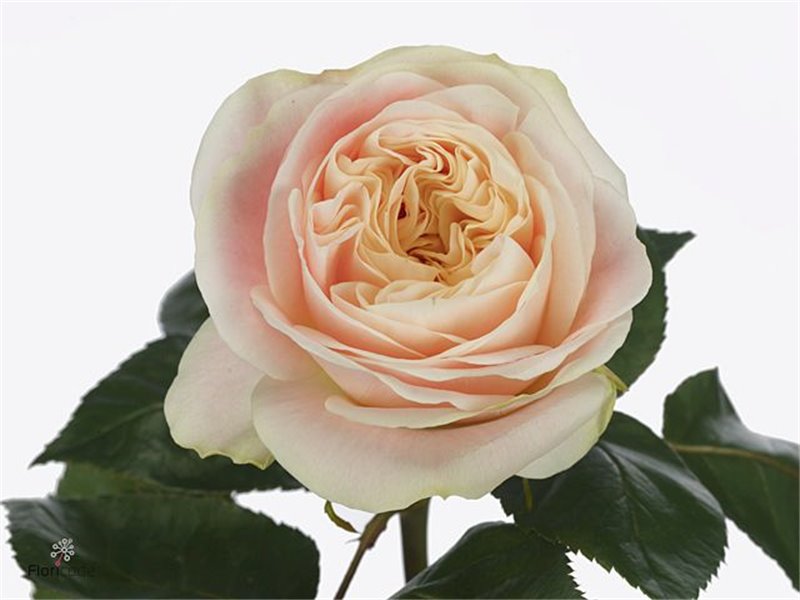 Vrtnica Garden Princess Crown c2993