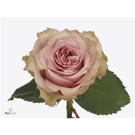 Vrtnica Garden Retro Love! c2997