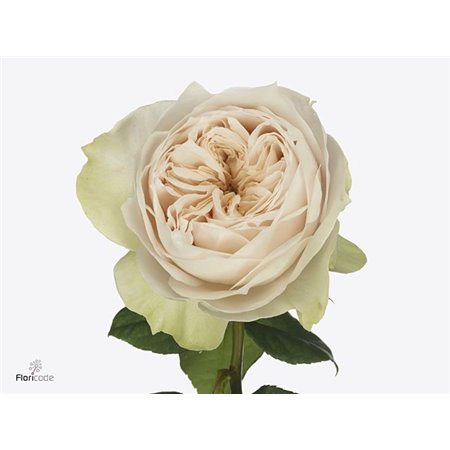 Vrtnica Garden Shades Of Beige! c3003