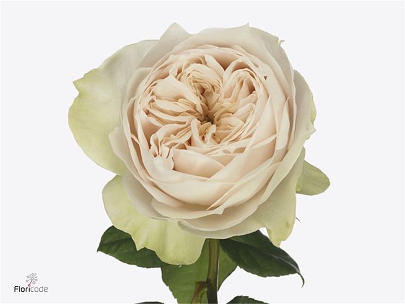 Vrtnica Garden Shades Of Beige! c3004