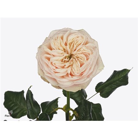 Vrtnica Garden Shiver c3005