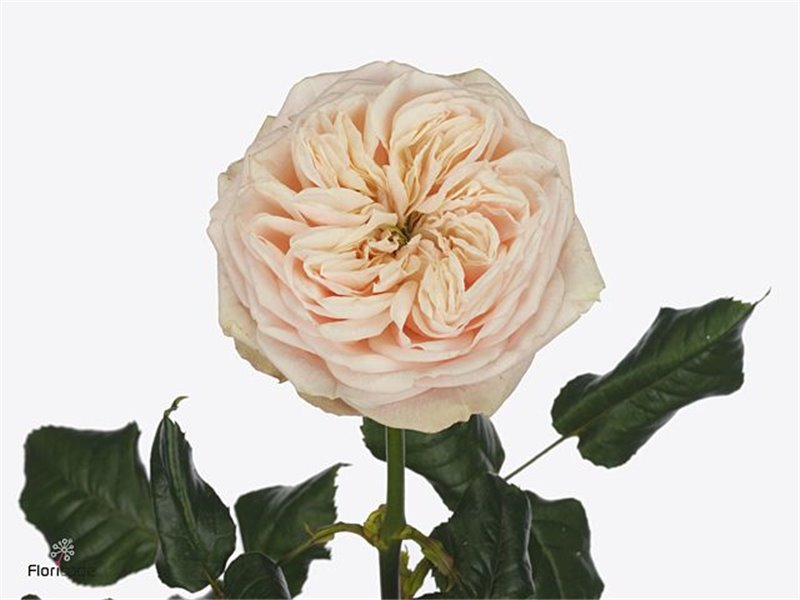 Vrtnica Garden Shiver c3006