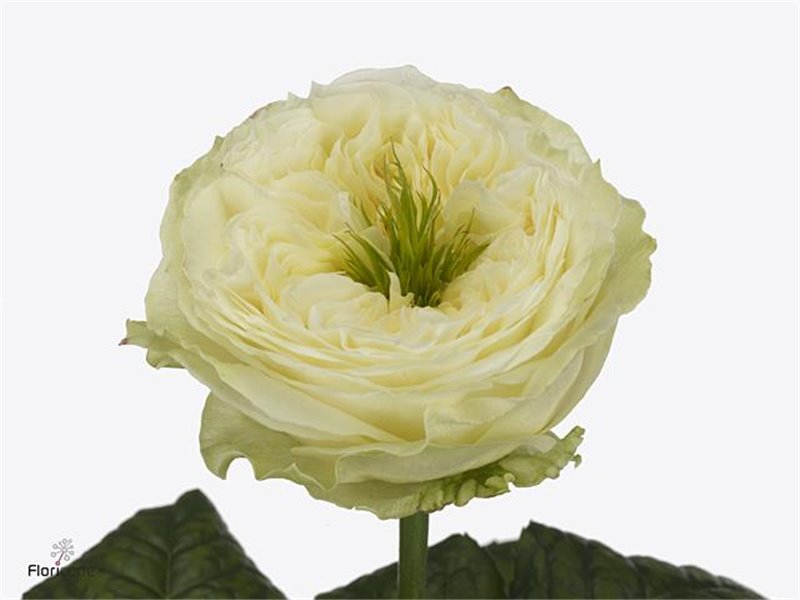 Vrtnica Garden Snow Diamond c3007