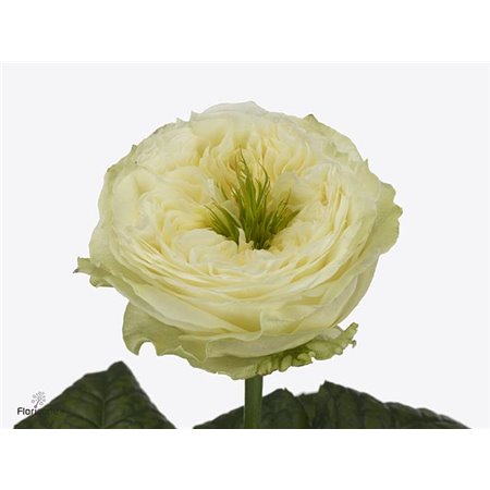 Vrtnica Garden Snow Diamond c3007