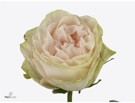 Vrtnica Garden Spirit c3012