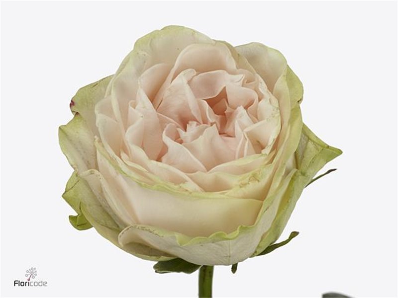 Vrtnica Garden Spirit c3012