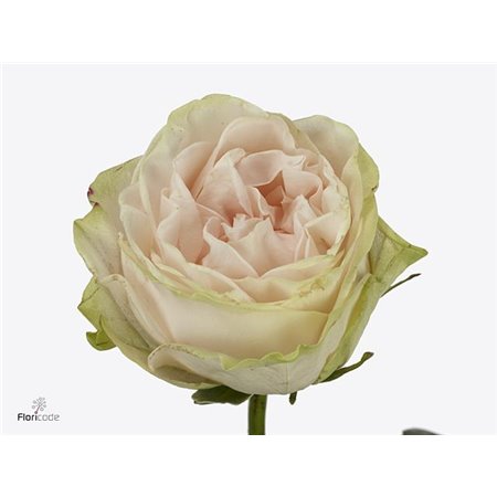 Vrtnica Garden Spirit c3012