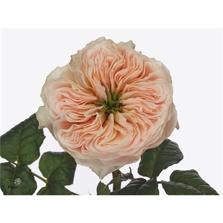 Vrtnica Garden Stanley Abbey c3013