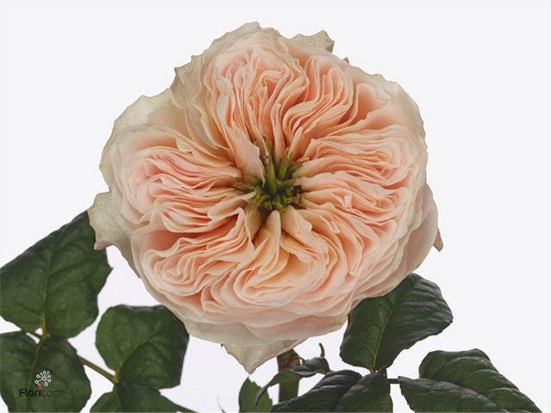 Vrtnica Garden Stanley Abbey c3014