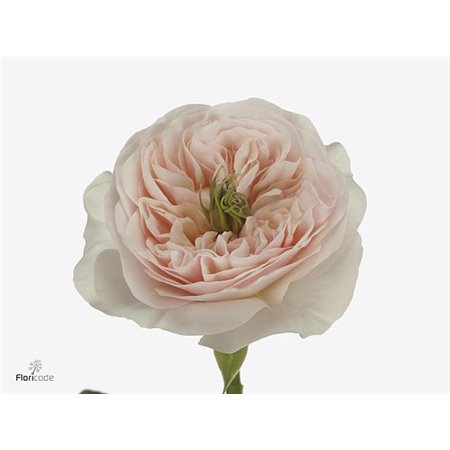 Vrtnica Garden Tinkerbell c3015