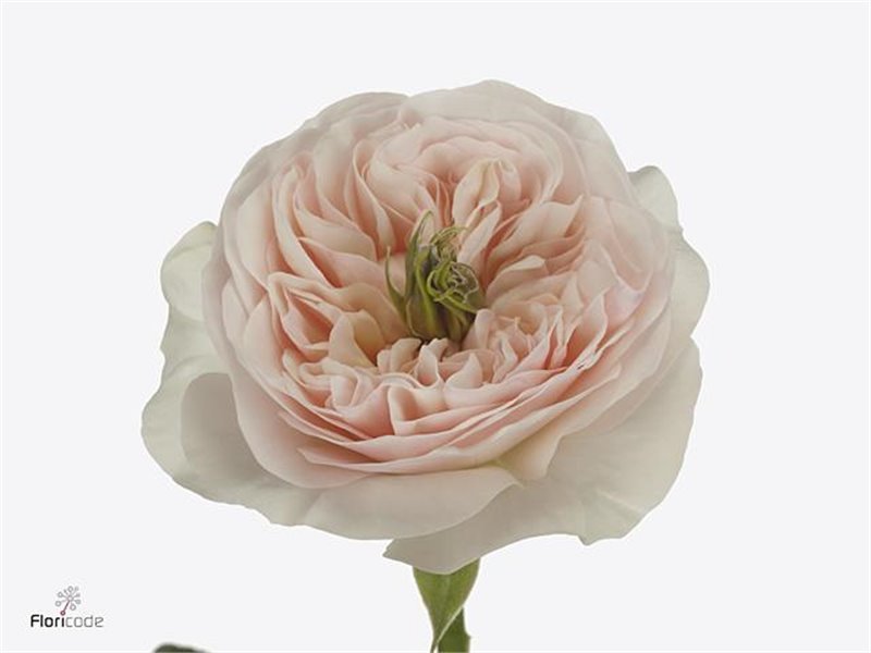 Vrtnica Garden Tinkerbell c3016