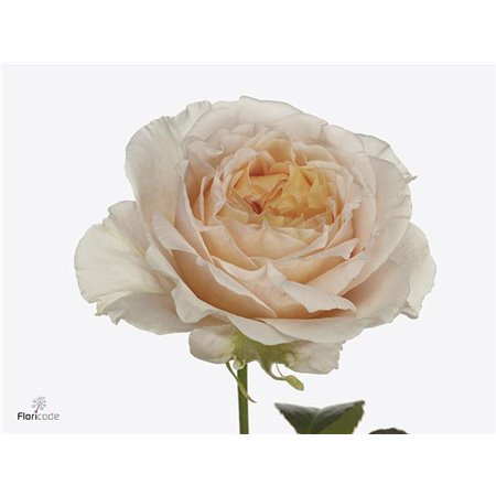 Vrtnica Garden Victorian Bride c3018