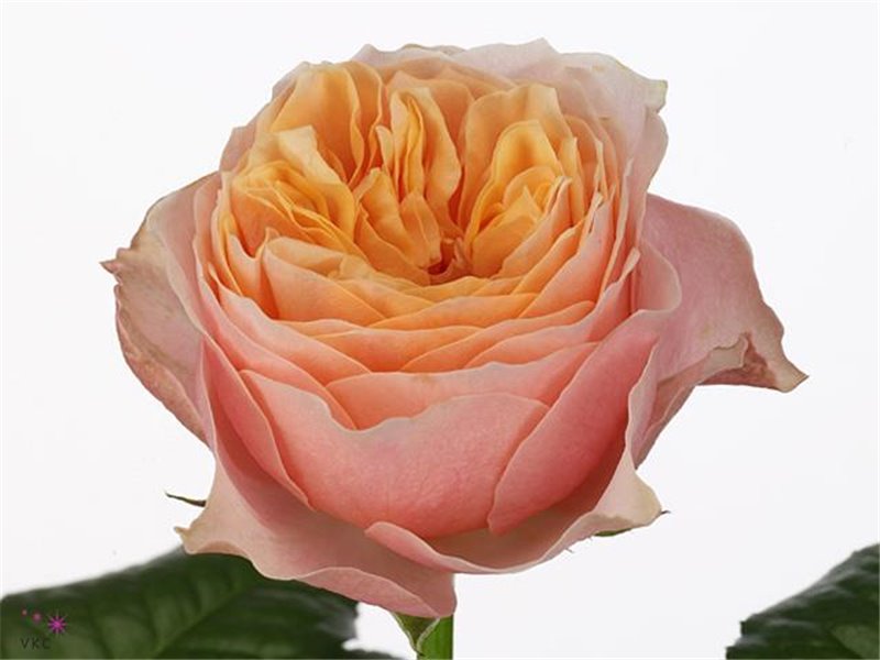 Vrtnica Garden Victorian Secret c3020