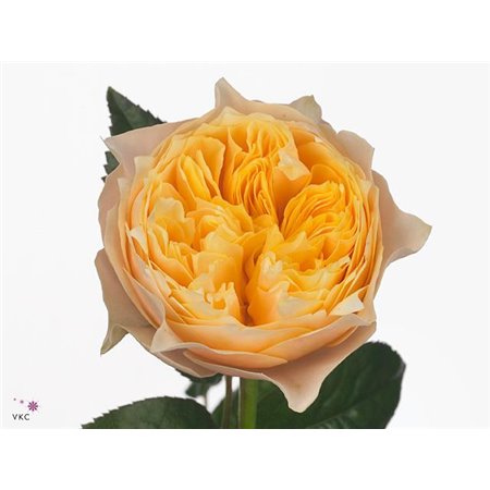 Vrtnica Garden Vuvuzela Golden c3022