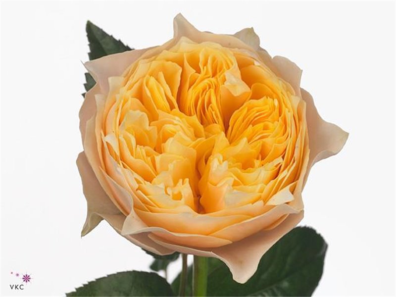 Vrtnica Garden Vuvuzela Golden c3023