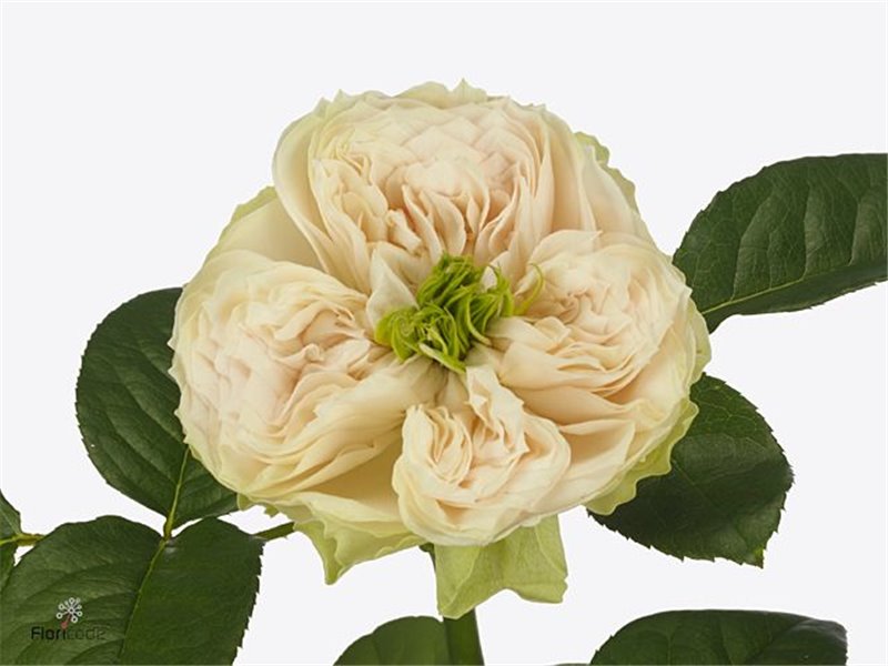 Vrtnica Garden Westminster Abbey c3027