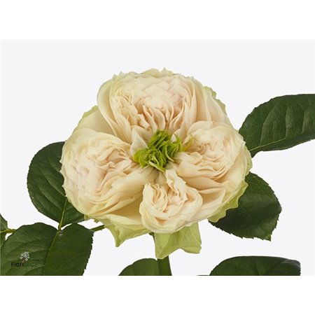 Vrtnica Garden Whitby Abbey c3028