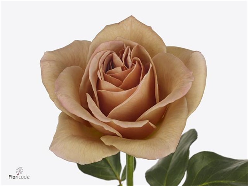 Vrtnica Parfum Cafe Latte c3062