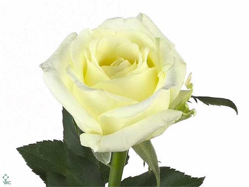 Vrtnica Parfum Vitality c3067