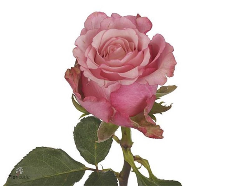 Vrtnica Ramonda Florapura c3084