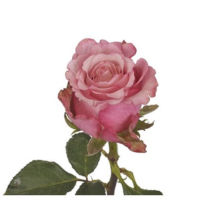 Vrtnica Ramonda Florapura c3084