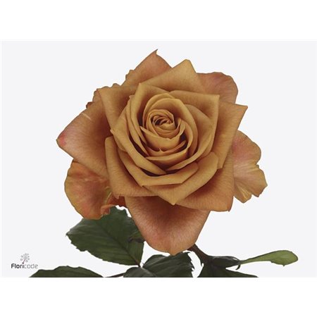 Vrtnica Summerfield c3106