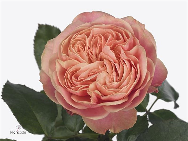 Vrtnica Victor Classic@ c3118