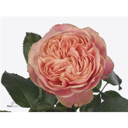 Vrtnica Victor Classic@ c3118