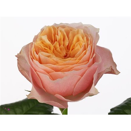 Vrtnica Vip Blue 65cm x40 c3119