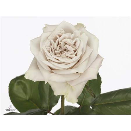 Vrtnica Wminster Abbey! x40 c3125