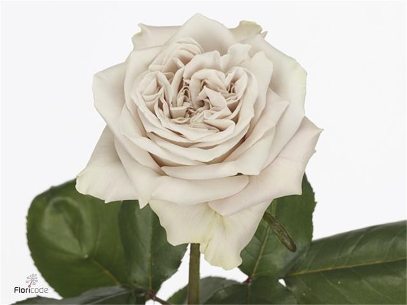 Vrtnica Wminster Abbey! x40 c3126