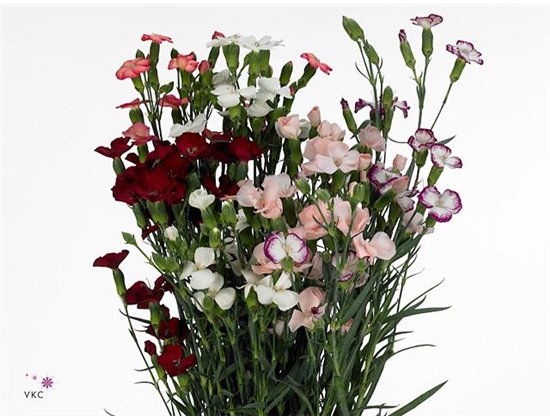Nagelj Single flowered Solomio Mixed in Bunch c3300