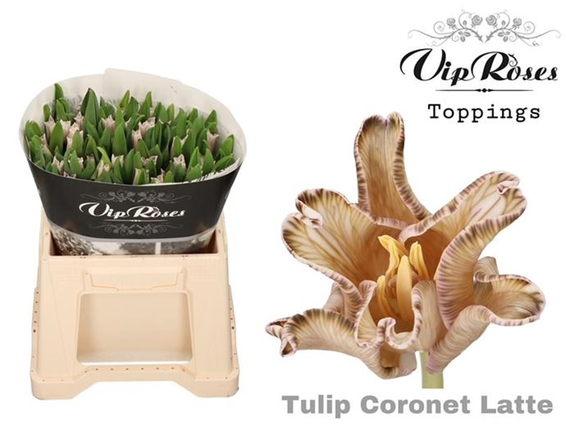 Tulipan Coronet Coronet Latte c3328 Tulipan Coronet Coronet Latte c3328