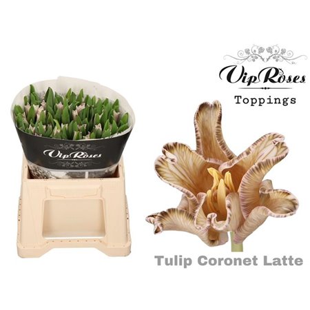 Tulipan Coronet Coronet Latte c3328