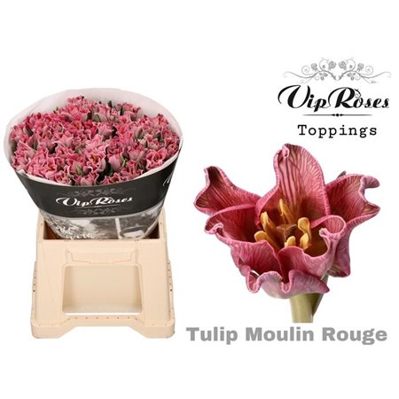 Tulipan Coronet Coronet Moulin Rouge c3329