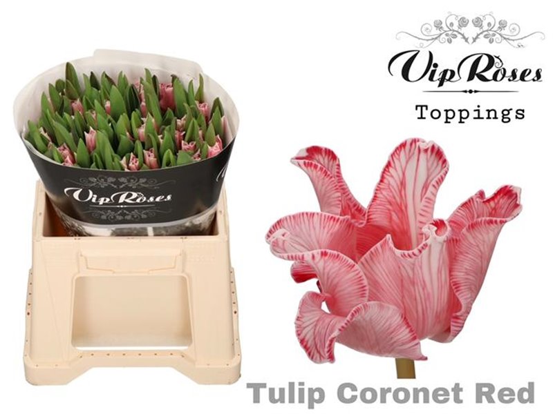 Tulipan Coronet Coronet Red c3330 Tulipan Coronet Coronet Red c3330