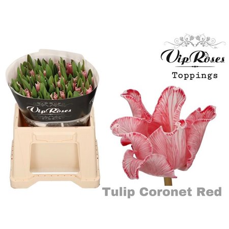 Tulipan Coronet Coronet Red c3330