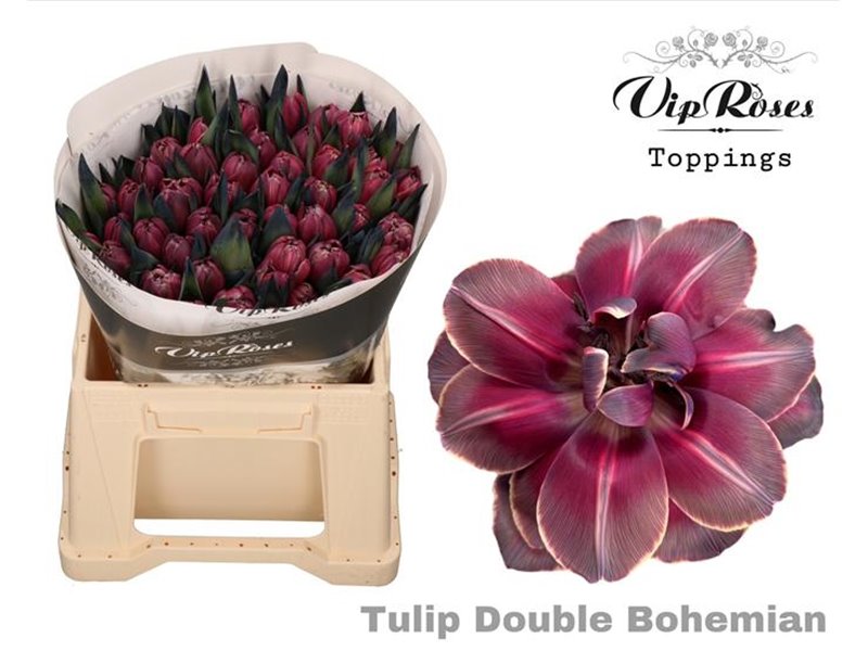 Tulipan Double Double Bohemian c3331 Tulipan Double Double Bohemian c3331